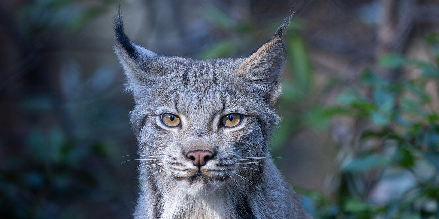 Sign In | Lynx